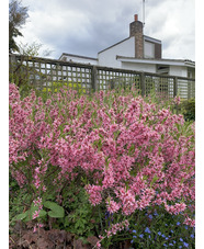 Prunus tenella 'Fire Hill'