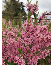 Prunus tenella 'Fire Hill'