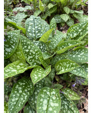 Pulmonaria saccharata