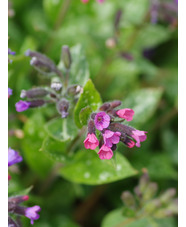 Pulmonaria saccharata