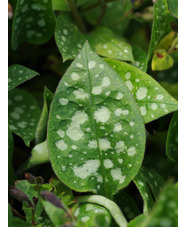 Pulmonaria saccharata