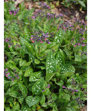 Pulmonaria saccharata