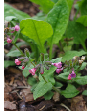 Pulmonaria saccharata 'Dora Bielefield'