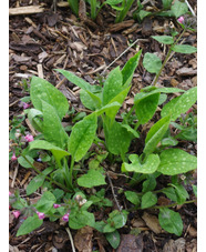 Pulmonaria saccharata 'Dora Bielefield'