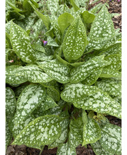 Pulmonaria saccharata 'Reginald Kaye'