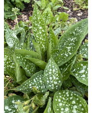 Pulmonaria 'Sissinghurst White'