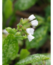 Pulmonaria 'Sissinghurst White'