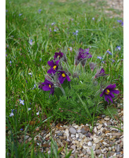 Pulsatilla vulgaris