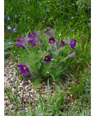 Pulsatilla vulgaris