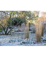 Winter Interest Planting