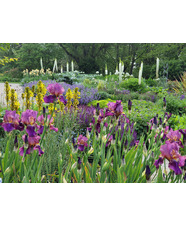 The Art of Plant Combination