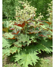 Rheum palmatum var. tanguticum