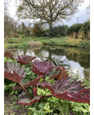 Rheum palmatum var. tanguticum