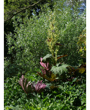 Rheum palmatum var. tanguticum