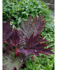 Rheum palmatum var. tanguticum