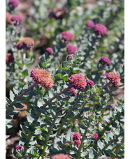 Rhodiola heterodonta