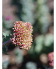 Rhodiola heterodonta