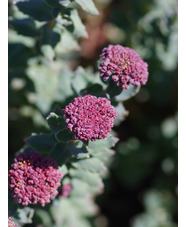 Rhodiola heterodonta