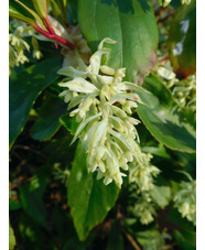 Ribes laurifolium