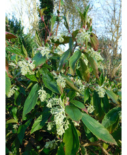 Ribes laurifolium