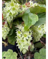 Ribes laurifolium 'Mrs Amy Doncaster'
