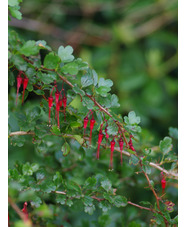 Ribes speciosum
