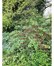 Ribes speciosum