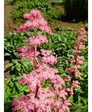 Rodgersia 'Bronze Peacock'