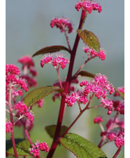 Rodgersia 'Bronze Peacock'