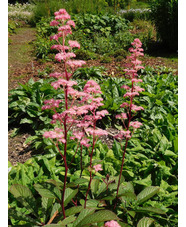 Rodgersia 'Bronze Peacock'