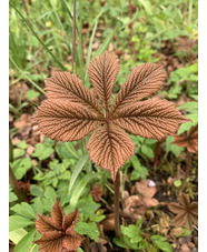 Rodgersia 'Herkules'