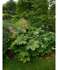 Rodgersia 'Herkules'