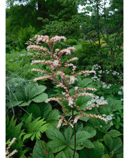 Rodgersia 'Herkules'