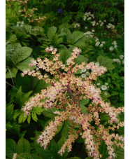 Rodgersia 'Herkules'