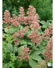 Rodgersia pinnata 'Superba'