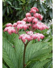 Rodgersia pinnata 'Superba'