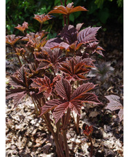 Rodgersia pinnata 'Superba'