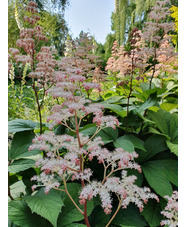 Rodgersia pinnata 'Superba'