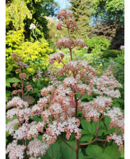 Rodgersia pinnata 'Superba'