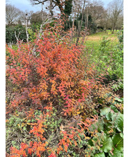 Rosa spinosissima 'Merthyr Mawr'