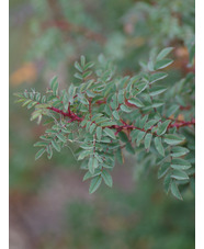 Rosa spinosissima 'Merthyr Mawr'