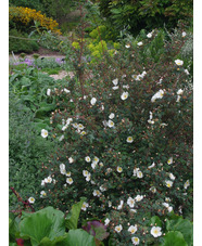 Rosa spinosissima 'Merthyr Mawr'