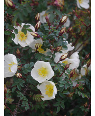 Rosa spinosissima 'Merthyr Mawr'