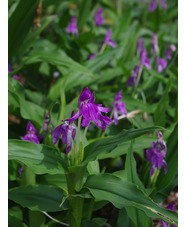 Roscoea cangshanensis BWJ7848