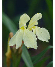 Roscoea cautleyoides