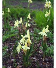Roscoea cautleyoides