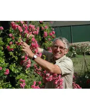 Planting and Pruning Roses 