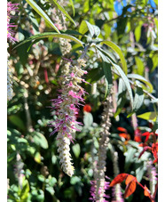 Rostrinucula dependens