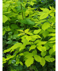 Rubus idaeus 'Aureus'