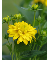 Rudbeckia laciniata 'Goldquelle'